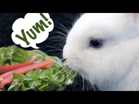Cute Rabbit Eating Veggies