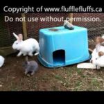 Nature can be cruel - adult rabbit attacks baby bunny
