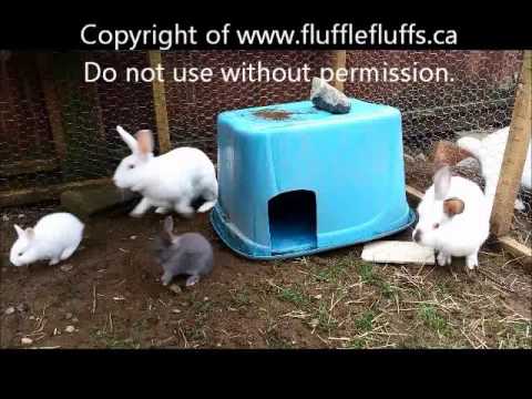 Nature can be cruel - adult rabbit attacks baby bunny