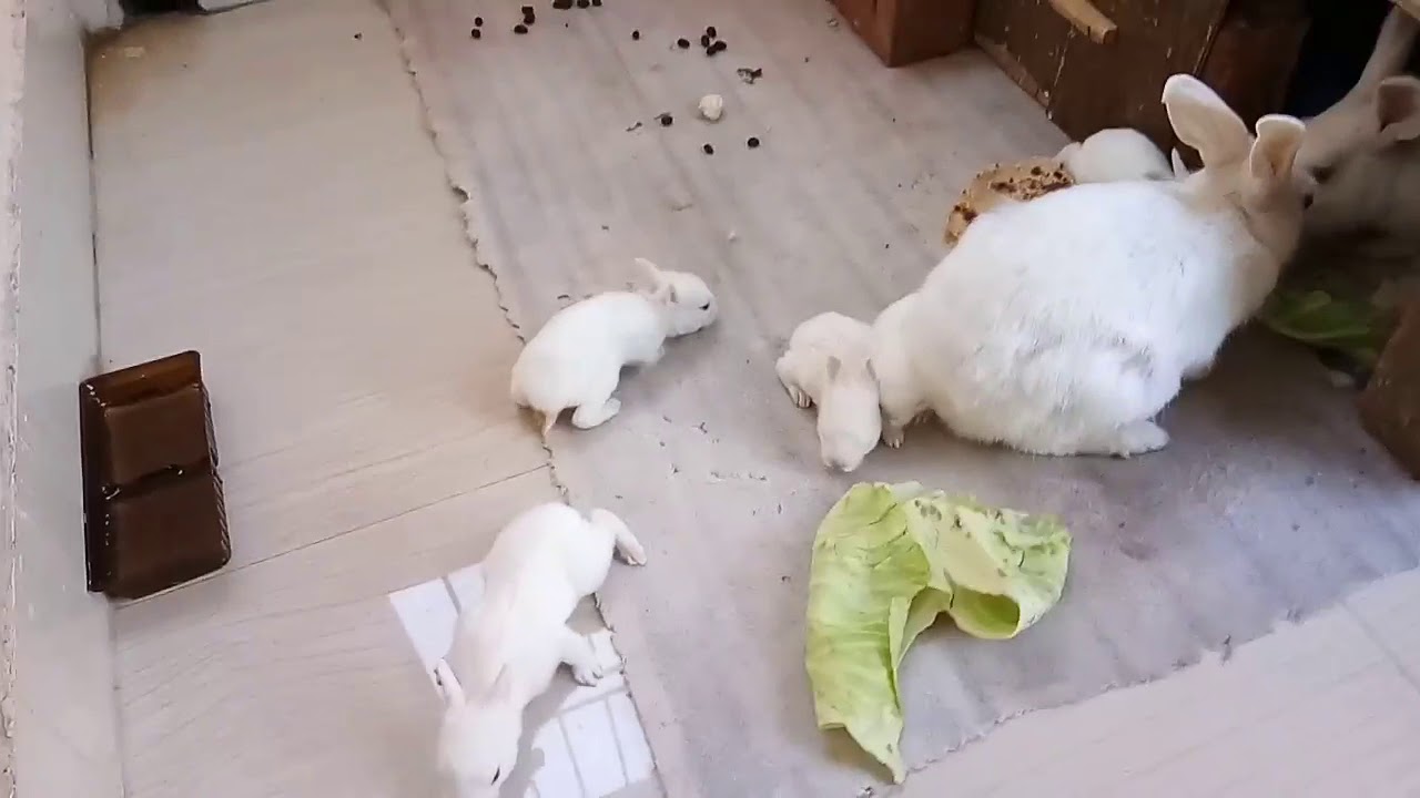 Baby bunnies Playing with mum and pa rabbit.. Too cute !