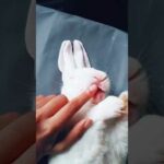 Cute Rabbit|Tiktok Video
