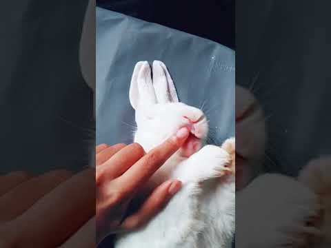 Cute Rabbit|Tiktok Video