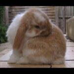 Cute Bunnies Climbing Stairs - Mini Lop Rabbit