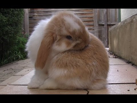 Cute Bunnies Climbing Stairs - Mini Lop Rabbit