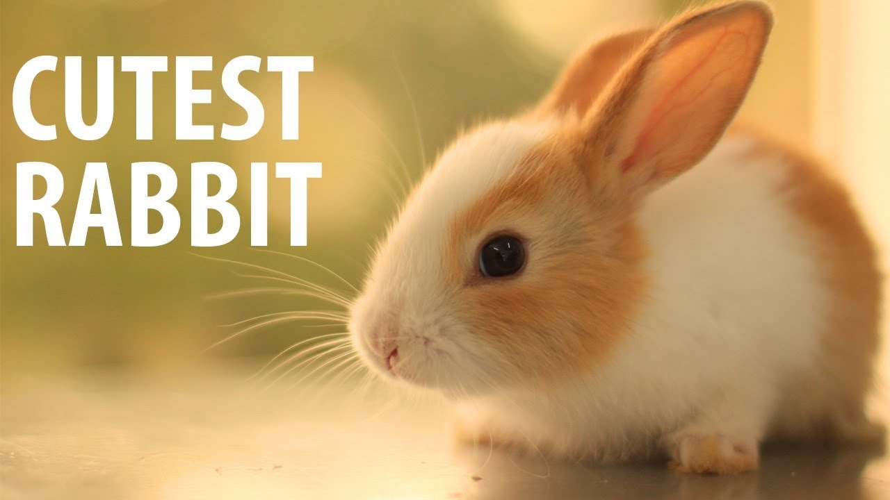 Cutest Rabbit - the cutest baby bunny rabbit compilation ever