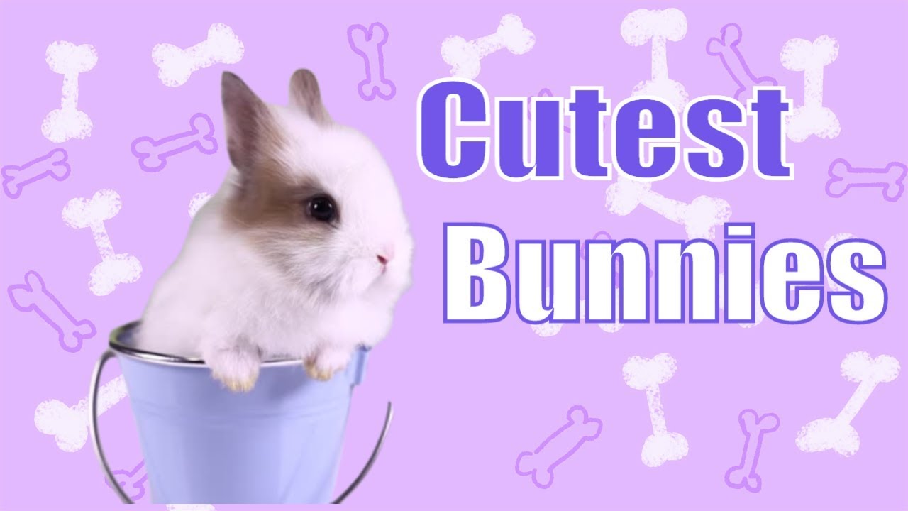 Cutest Bunny 🐰 Funny Rabbit Videos Compilation