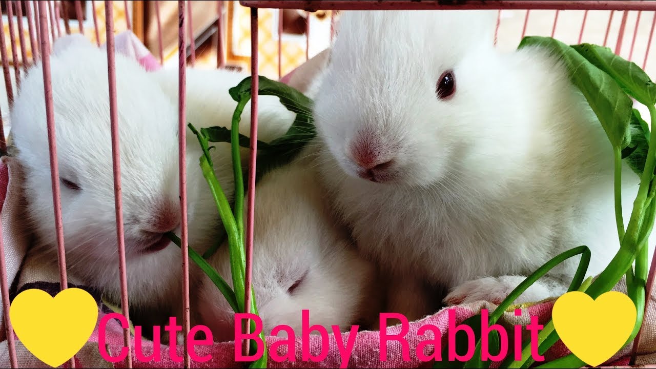 Cute Baby Rabbit Eating Vegetable Video 2018 -  Cute Rabbits Video 2018 - 아기 토끼는 야채를 먹고있다 FUNNY TURU