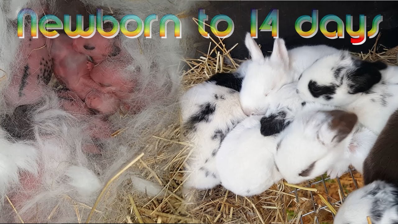 Rabbit Babies newborn to 14 days - Baby bunny Kits