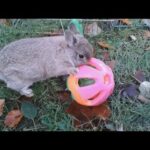 Funny rabbit fails!