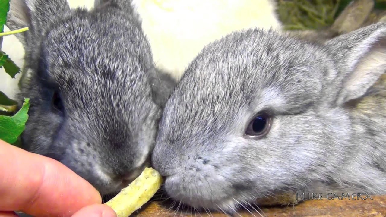 White Flemish Giant Bunny Rabbit with Babies Eats Veggie Stix