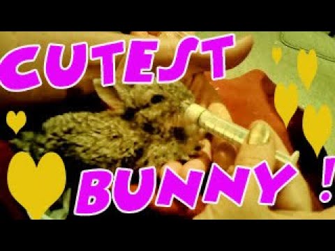 Feeding a baby rabbit - Wombi - cutest bunny ever