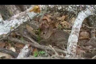 Tiny Wild Baby Rabbit in my back yard.  Very Cute!  Very young bunny rabbit.