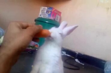 Baby Rabbit eating carrot - Cute