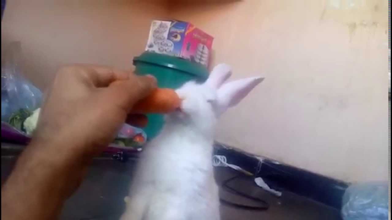 Baby Rabbit eating carrot - Cute