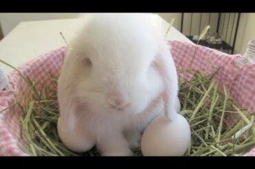 Easter Bunny Rabbit Lay Eggs!