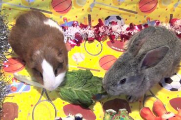 Funny Baby Bunny Rabbit and Cute Guinea Pig - Good Pets Eating Lettuce