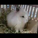 Meet our ADORABLE NEW Baby Lionhead Bunny Rabbit!