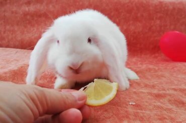 Funny baby bunny eating lemon! , cute rabbit 🍋🍋🍋🐇🐇🐇