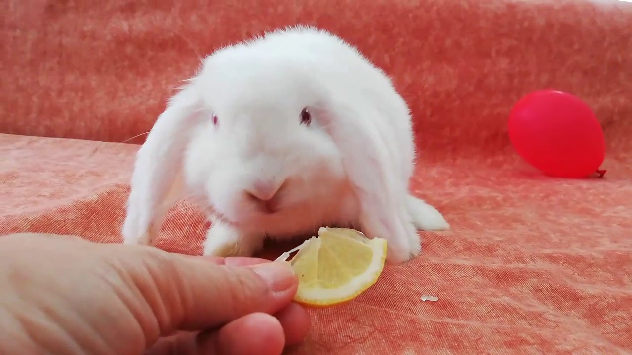 Funny baby bunny eating lemon! , cute rabbit 🍋🍋🍋🐇🐇🐇
