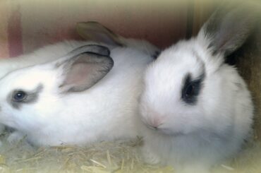 Our rabbit farm in Europe. Cute BABY BUNNIES don’t want to sleep at night.