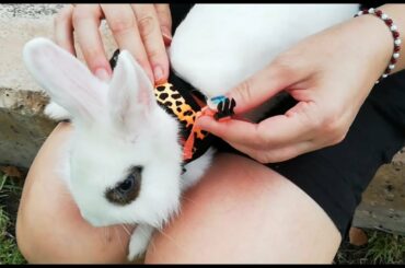 Conejo - Arnés para ir al parque, cute rabbit.