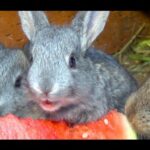 Cute Baby Bunny Rabbits Eat Watermelon