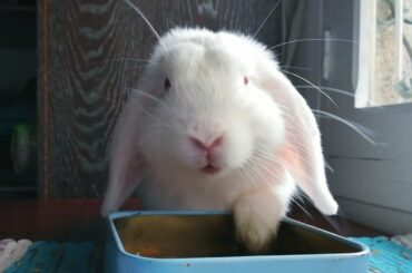 Conejo comiendo pienso, cute rabbit.