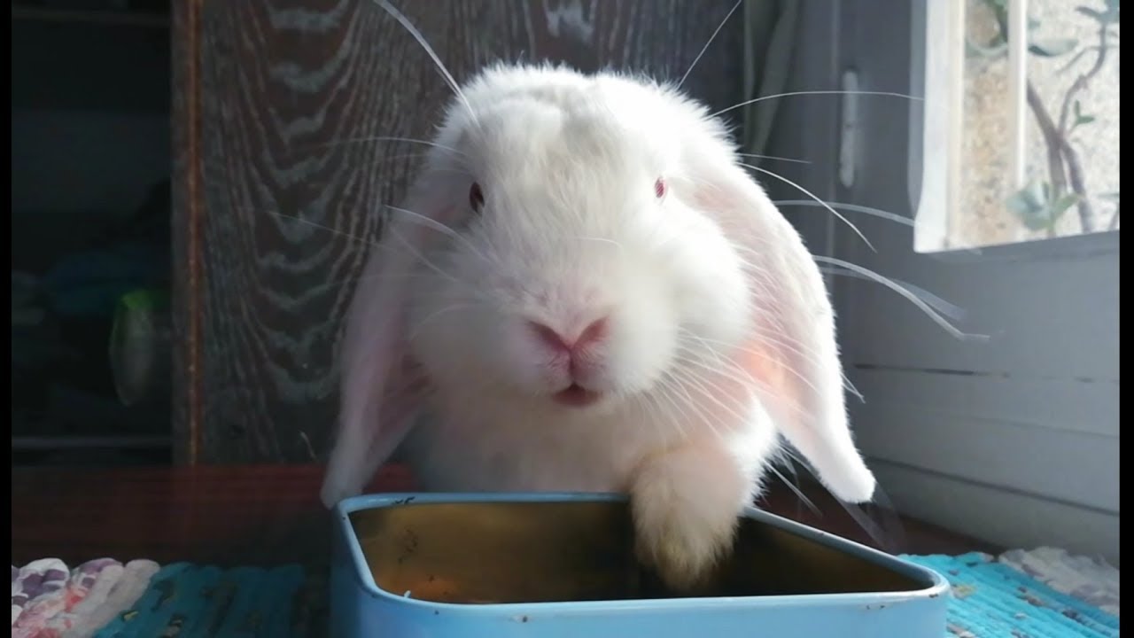 Conejo comiendo pienso, cute rabbit.