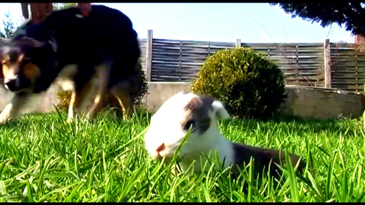 Little baby rabbit in garden