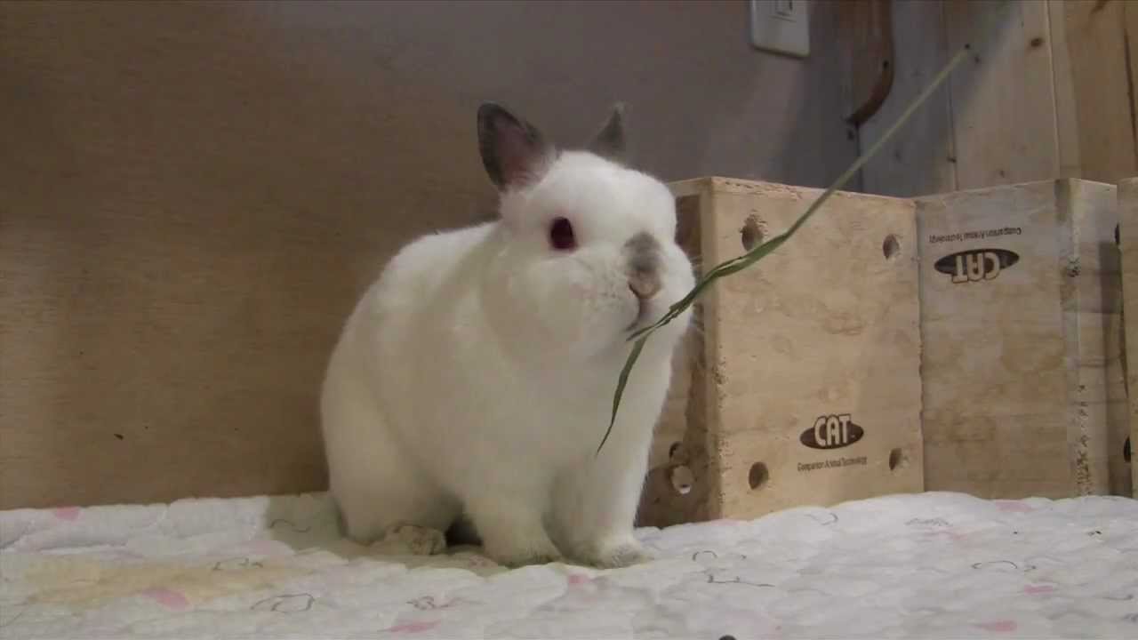 かわいくチモシーを食べるうさぎさん　Cute rabbit is eating timothy
