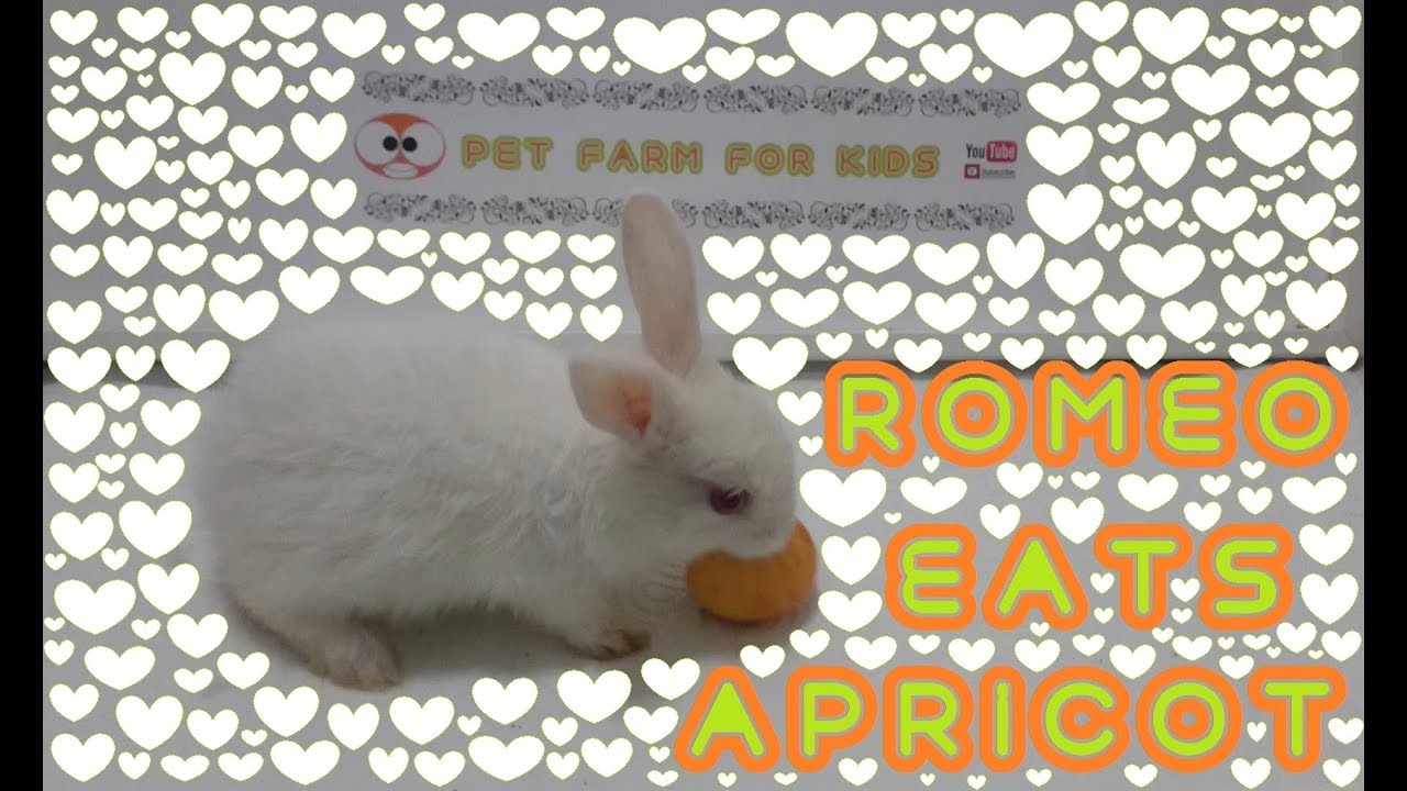 RABBİT EATS APRİCOT ASMR & Rabbit ROMEO