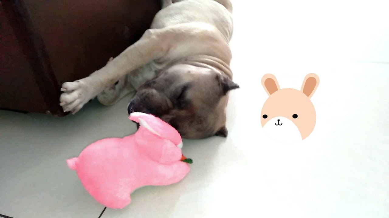 American Bully Bruno cute sleeping style with baby Bunny soft toy- Part 3