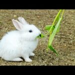 Cute rabbit baby