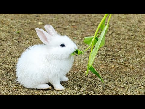 Cute rabbit baby