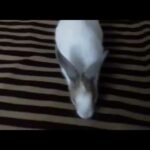 My cute little bunny - Oreo 😘😘😘