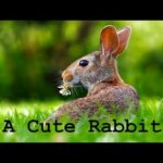 A Cute Rabbit - Daily Chinese