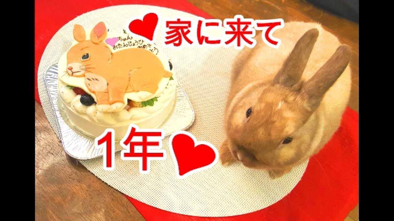 ﾈｻﾞｰﾗﾝﾄﾞﾄﾞﾜｰﾌうさぎはこんなに【なつく】よ❤cute Rabbit ♯42