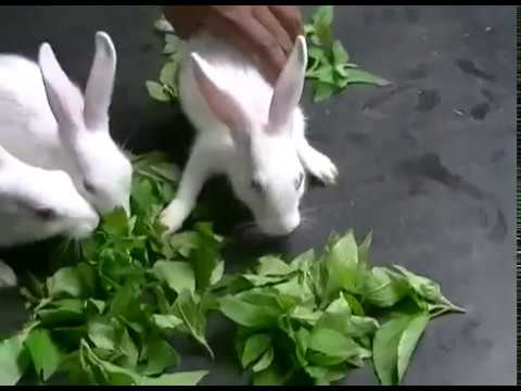 Cute Rabbit Videos