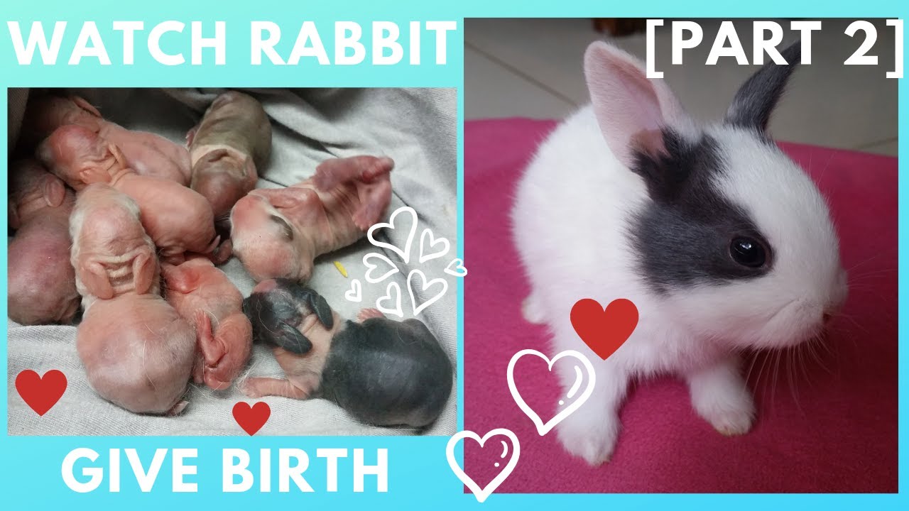 My rabbit giving birth to her 8 baby (VERY CUTE)