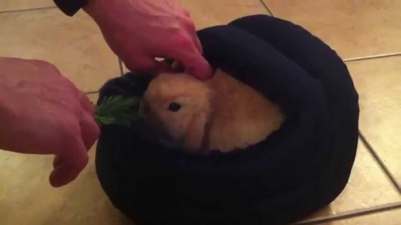 VERY CUTE baby mini lop rabbit HD (7 weeks old)