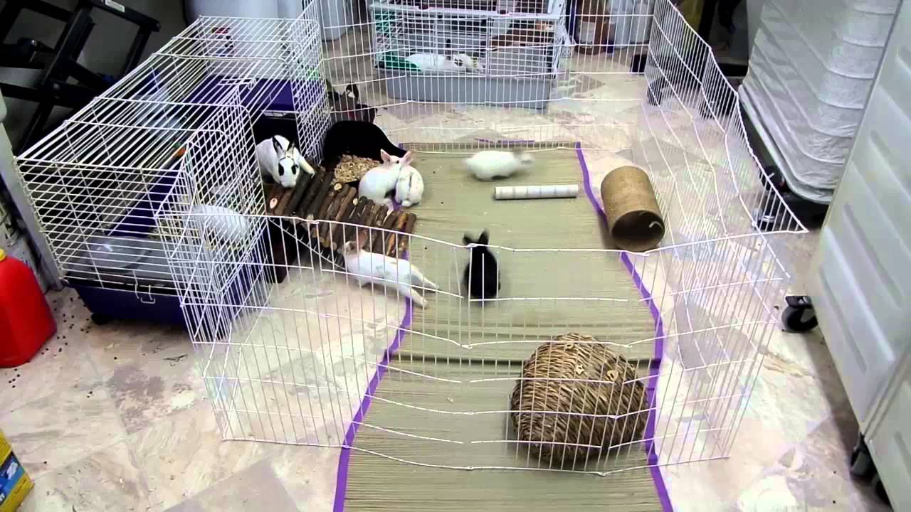 Rescued Rabbit Daisy and her 4 Week Old Baby Rabbits Cage Set Up