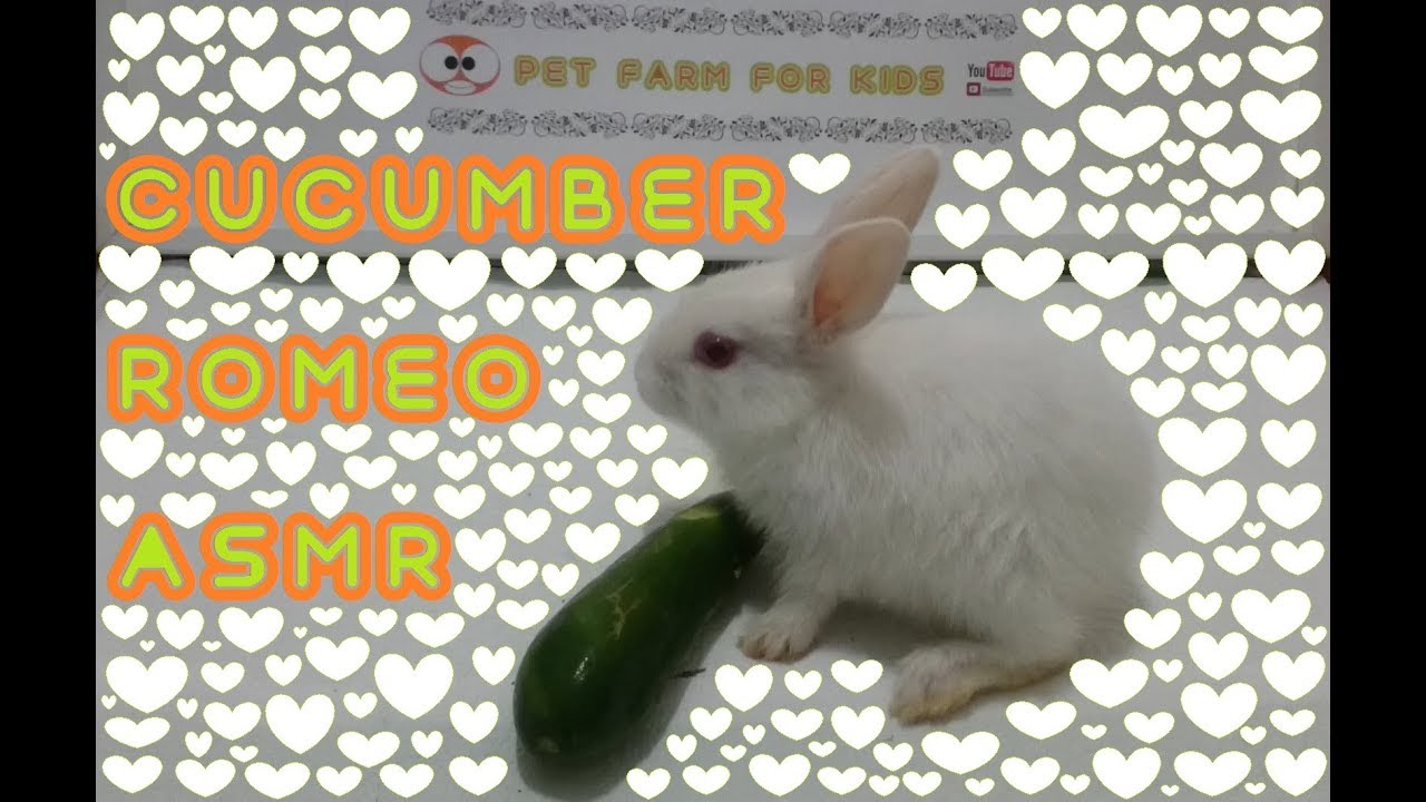 RABBİT EATS CUCUMBER ASMR - Rabbit ROMEOOO