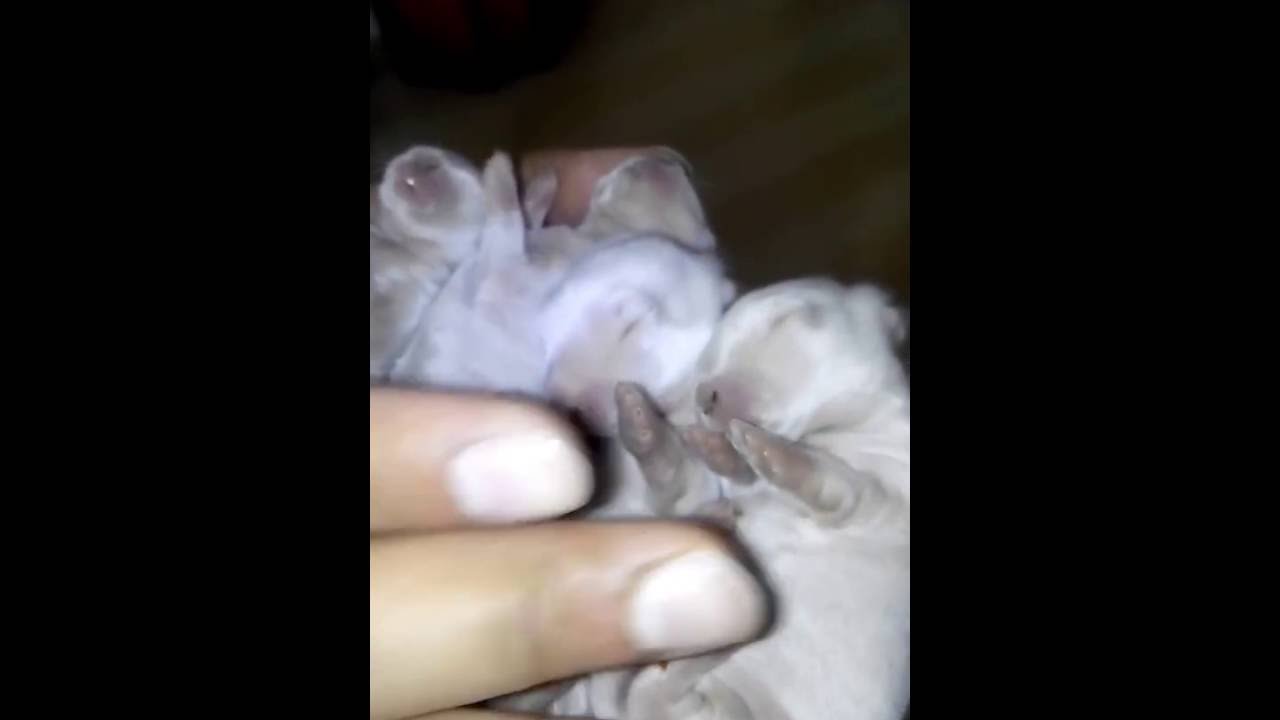8 days old baby cute rabbit video,