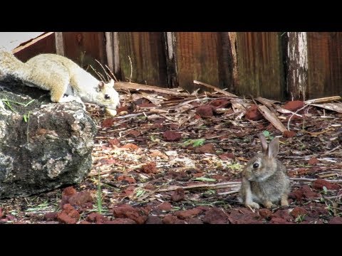 Squirrels Fear Baby Rabbit