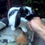 Play Fighting With Cute Rabbit