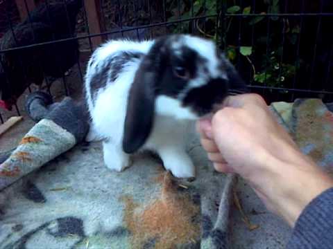 Play Fighting With Cute Rabbit