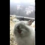 CUTE ANIMAL Tiny Bunny  -  little baby rabbit licks the glass [ CUTE ]