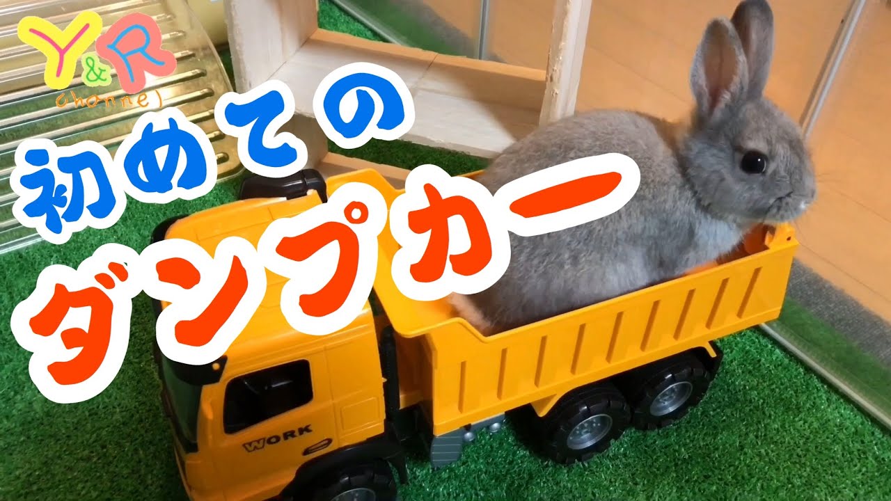 初めておもちゃのダンプで遊ぶうさぎのモコ！  Cute rabbit videos    Y&R channel