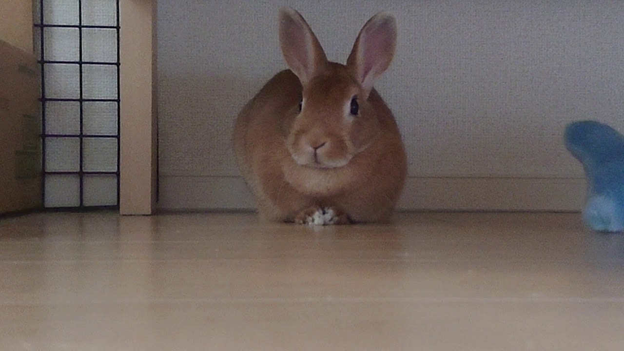 鼻が｢むふー！｣となって可愛いうさぎ   a cute rabbit whose nose is inflated