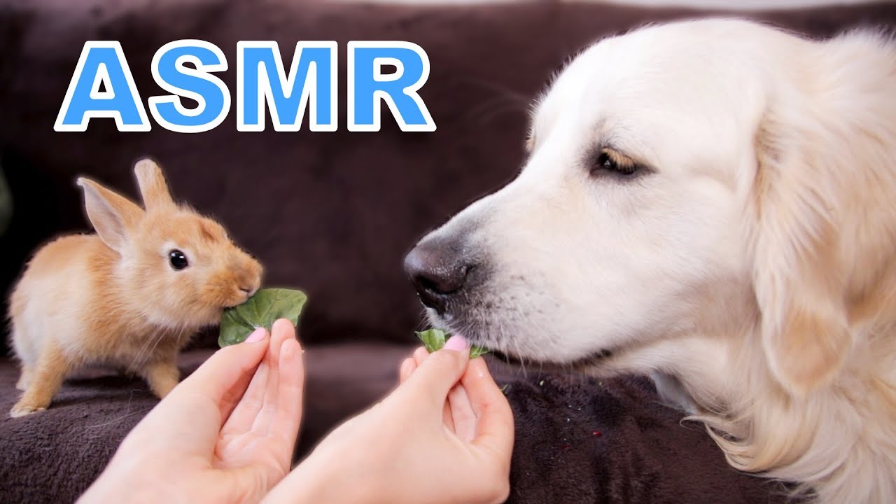 ASMR Funny Dog and Cute Rabbit Eat Together